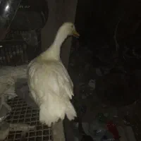 اردک