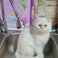 گربه جفتگیری