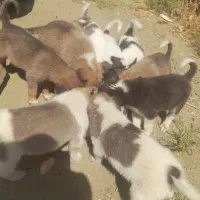 توله دورگه رایگان