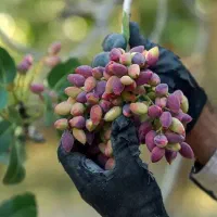 1527.5 متر باغ پسته10 ساله