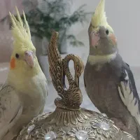 عروس هلندی