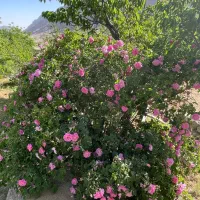 فروش زمین واقع در دهبالا با ویو خوب جای دنج و آرام