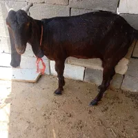بزه