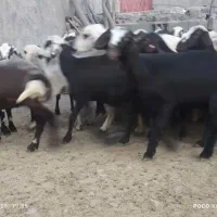 به یکنفر چوپان برای کردستان عراق نیازمندیم