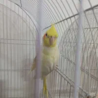 عروس هلندی