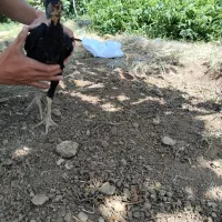 مرغ خروس لاری