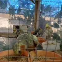 عروس هلندی