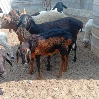 گوسفند
