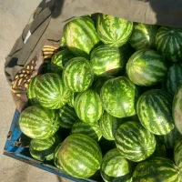 هندوانه  جوین شرین به شرط