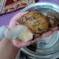 حلزون|خزنده|دزفول, |دیوار