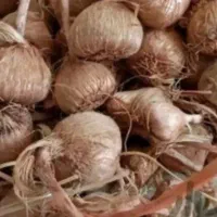 پیاز زعفران