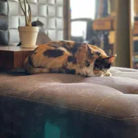 واگذاری گربه DSH