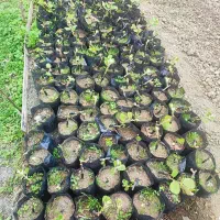 نهال کیوی لوکس پایه خیاری