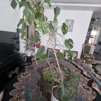 گیاه برگ انجیری