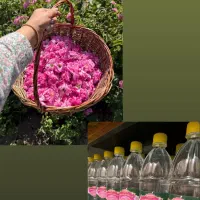 گلاب ممتاز و ارگانیک