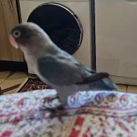 طوطی کوتوله