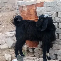 فروش کهره نر