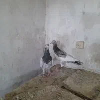 نر سرورنریهودی هفترنگ