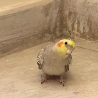 عروس گمشده در ساماندهی و کیانمهر(۵ میلیون مژدگانی)