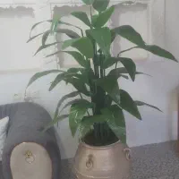 درختچه پرنده بهشتی شهرستان صحنه