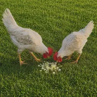 دوعدد خروس