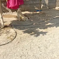 سگ  اشپیتز