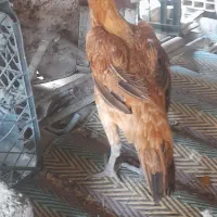 مرغ و خروس ذات خوب