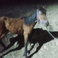 مادیون