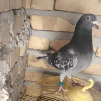 کفتر مسافتی درجه یک