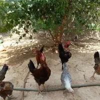 مرغ و خروس