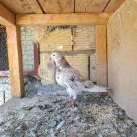 کبوتر سرور