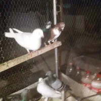 ۱۰عدد کفتر یجایی پرشی وپلاکی