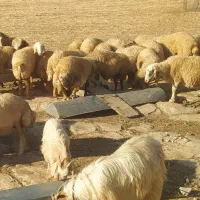 فروش بز