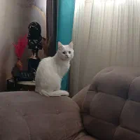 گربه اسکاتیش نر