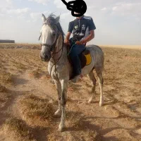 اسب