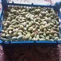 چغا به بادام