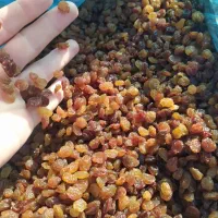 کشمش پاک شده تازه ونرم