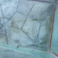اکواریوم معاوضه عروس هلندی . مرغ عشق.جوجه لاری.