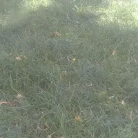 باغ قنوات