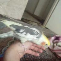 عروس هلندی سخنگو زرنگ بازی گوش دستی
