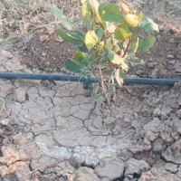 ۱۵۰۰مترباغ پسته