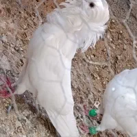 کبوتر آرشینگل(عروس)