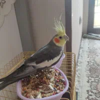 عروس هلندی