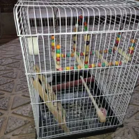 قفس پرنده به همراه ست بازی