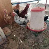 مرغ گلین