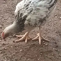 فروش جوجه
