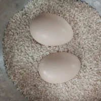 تخم لاری نطفه دار