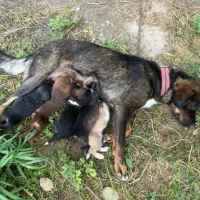 واگذاری سگ نگهبان با توله