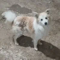 جک سگ پاکوتاه