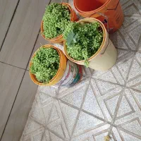 غوره انگور عسکری اعلا